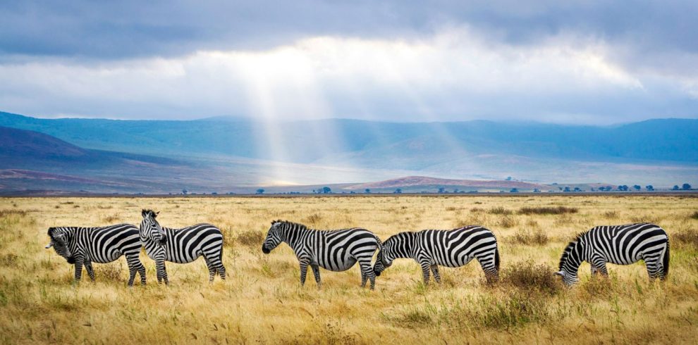 zebras in tanzania