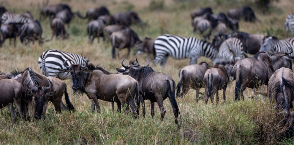 The-Great-Migration-Tanzania